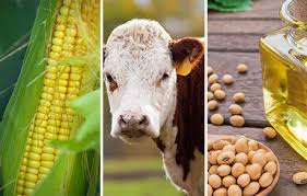 Read more about the article Relationship-Based Trading in Agricultural Products